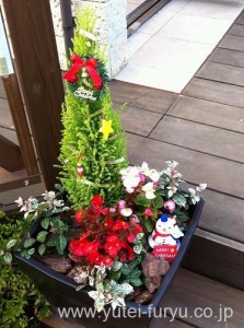 クリスマスの寄せ植え