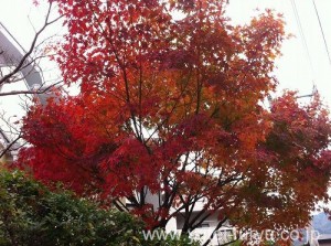 イロハモミジが真っ赤に紅葉