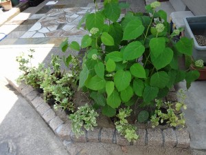 植栽 植え込み