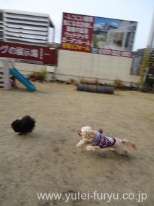 ドッグランなかま　本店