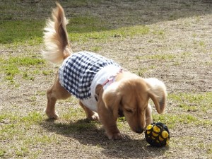 ミニチュアダックスのリンちゃん