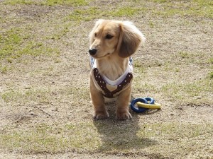 ミニチュアダックスのリンちゃん_2