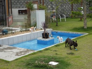 犬吉猫吉撮影会のイベント