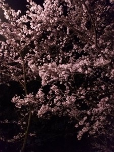 夜桜