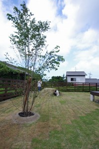 庭 リフォーム  ドッグラン　芝