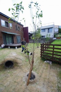 植栽　トンネル