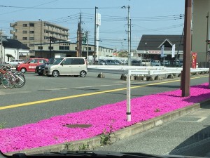 シバザクラ