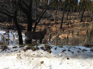 野生の雌鹿