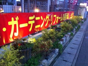 花 植え替え