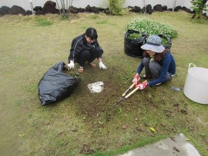 シロツメグサの除去作業