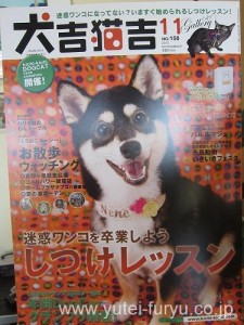 犬吉猫吉最新号