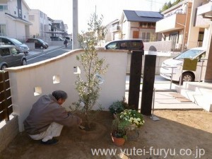 桂　オリーブ　植え込み中