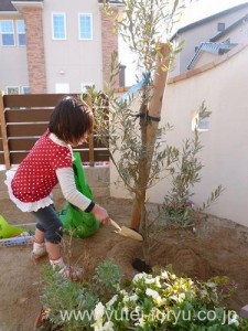 桂　オリーブ　植え込み中　2