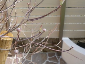 庭に植えたハナミズキ 芽吹いています