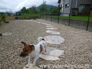 器用に飛び石を歩くワンちゃん　2