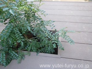 今は植栽は小さいですが