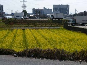 菜の花