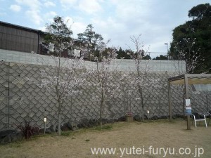 福岡東店　桜