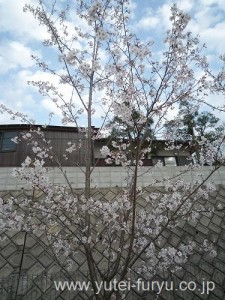 福岡東店　桜　2