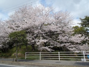 桜