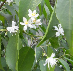 ハイノキの花