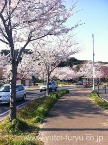 お花見日和