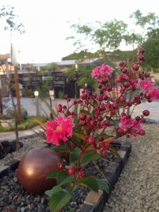 植栽 サルスベリ 花 ピンク